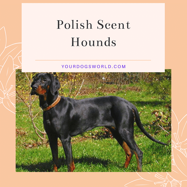 Polish Scent hounds