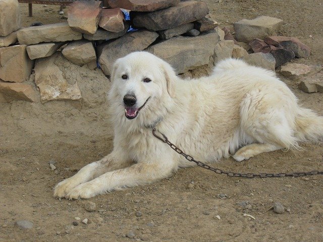 are polish tatra sheepdogs good with other dogs