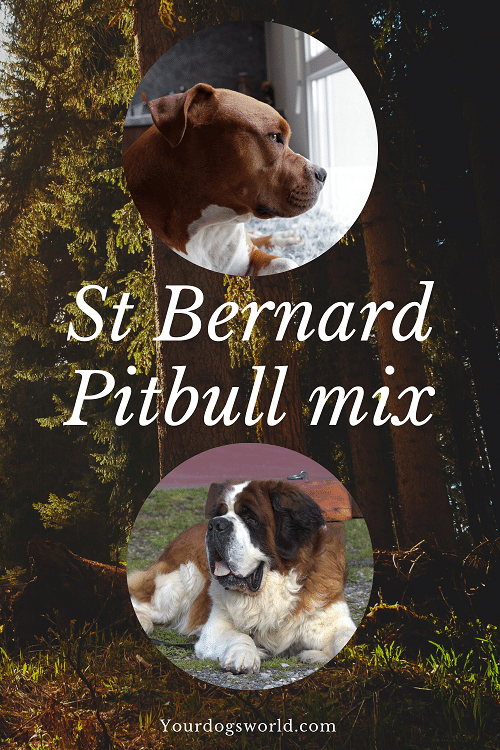 St Bernard Pitbull mix