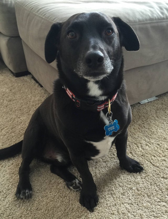 Dachshund lab mix