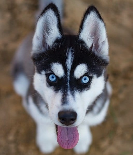 Siberian Husky