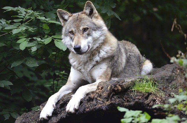 Can wolf be domesticated?