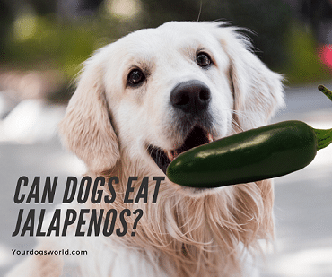 Can dogs eat jalapenos