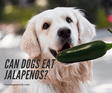 Can Dogs Eat Jalapenos What If Your Dog Ate Too Many Peppers Your Dogs World