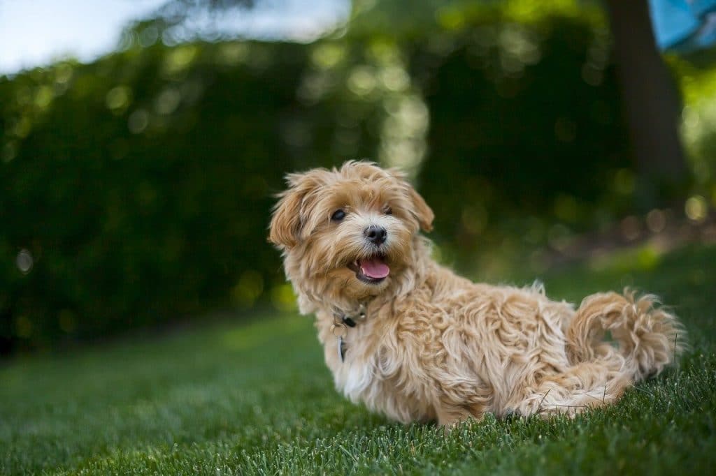 Full Grown Maltipoo - Size, Appearance, Temperament & Care - Your Dogs