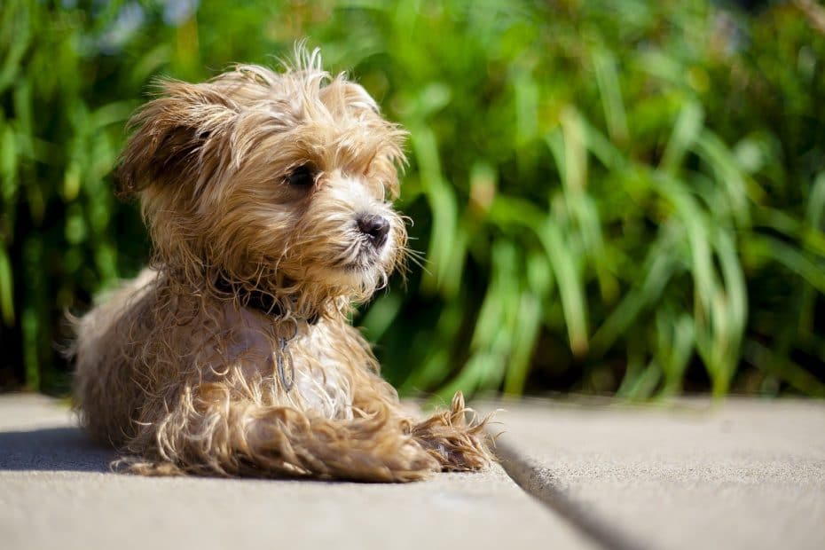 full-grown-maltipoo-size-appearance-temperament-care