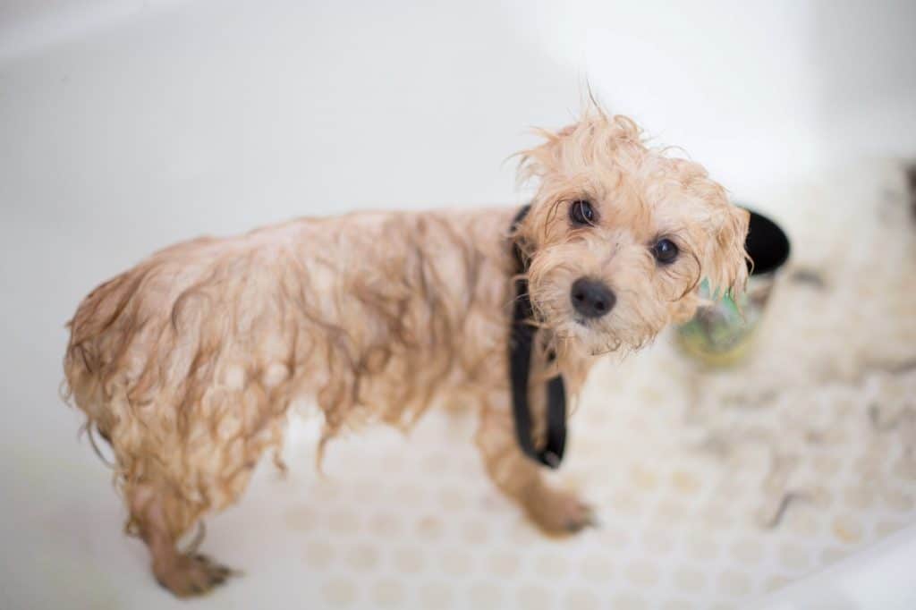 Drying your Maltipoo the right way