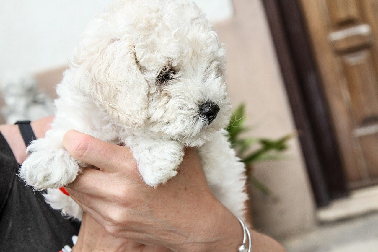 Full Grown Maltipoo - Size, Appearance, Temperament & Care