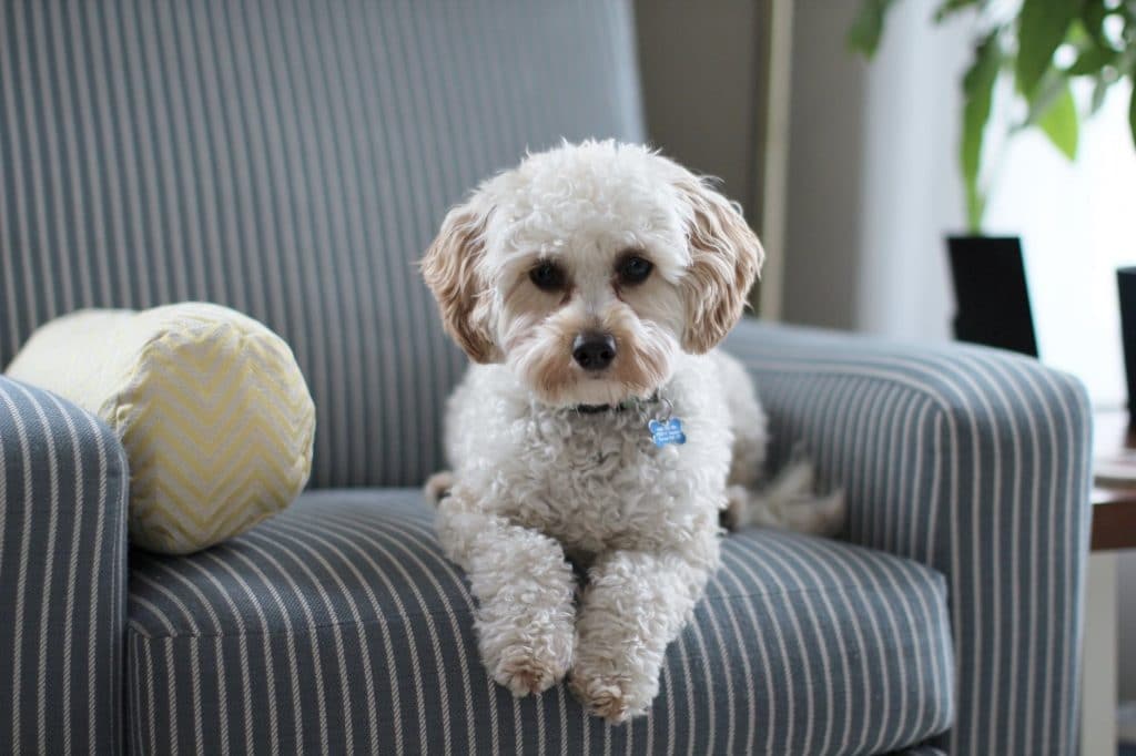 Grooming for Maltipoo