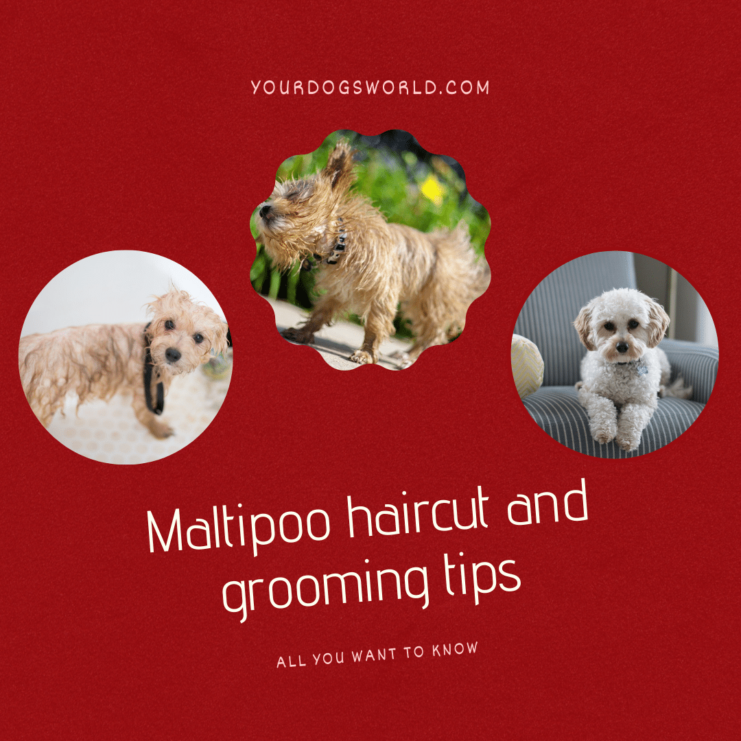 Maltipoo Haircut and Grooming Tips