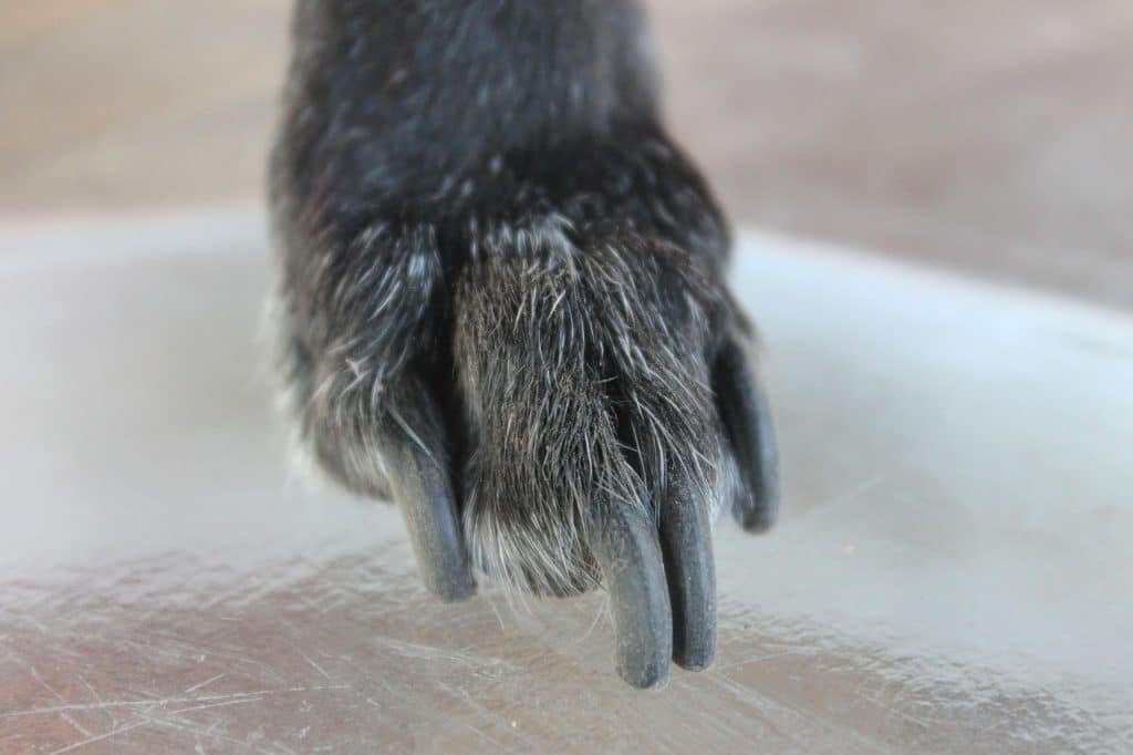 Nail clipping- A must for Maltipoo