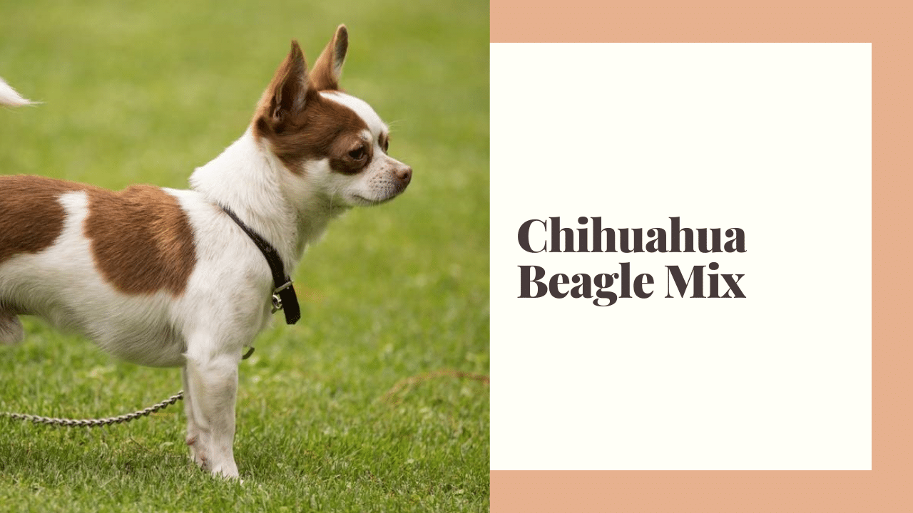 Chihuahua Beagle Mix