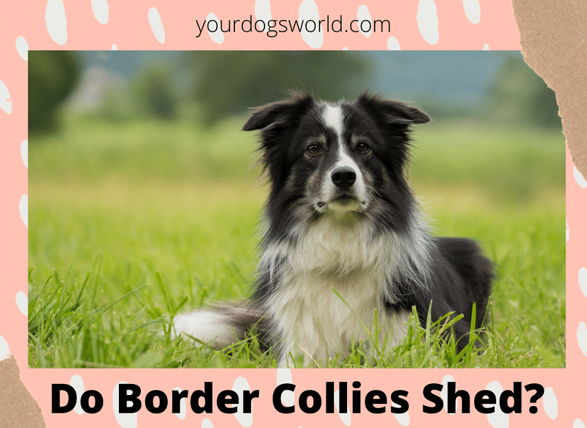 Do Border Collie Shed