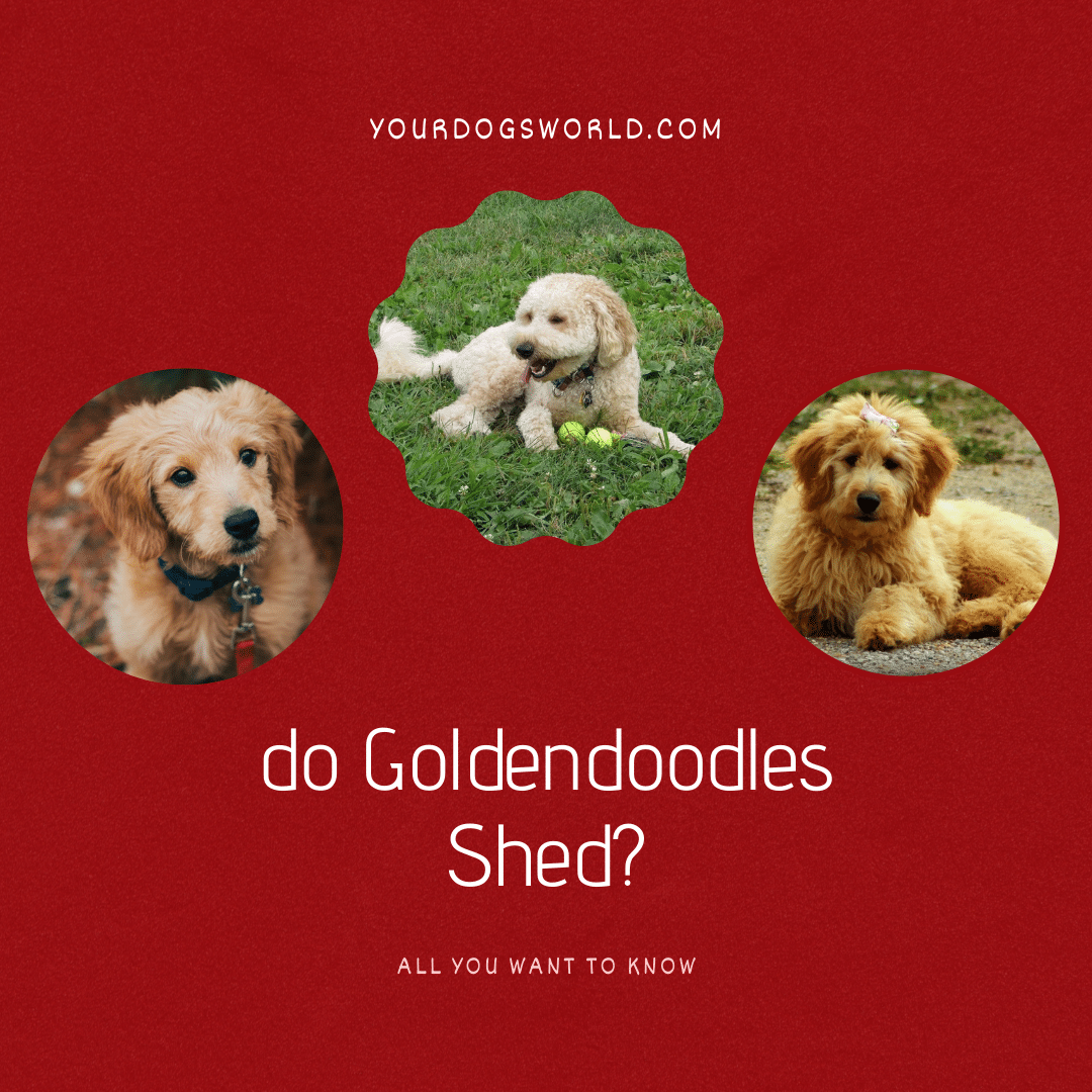 Do goldendoodles shed