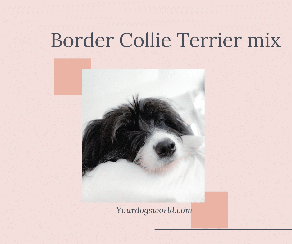Border Collie terrier mix