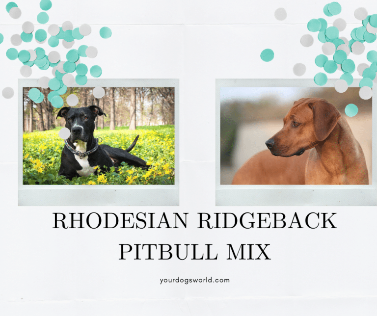 Rhodesian Ridgeback Pitbull mix - Ultimate Guide - Your Dogs World