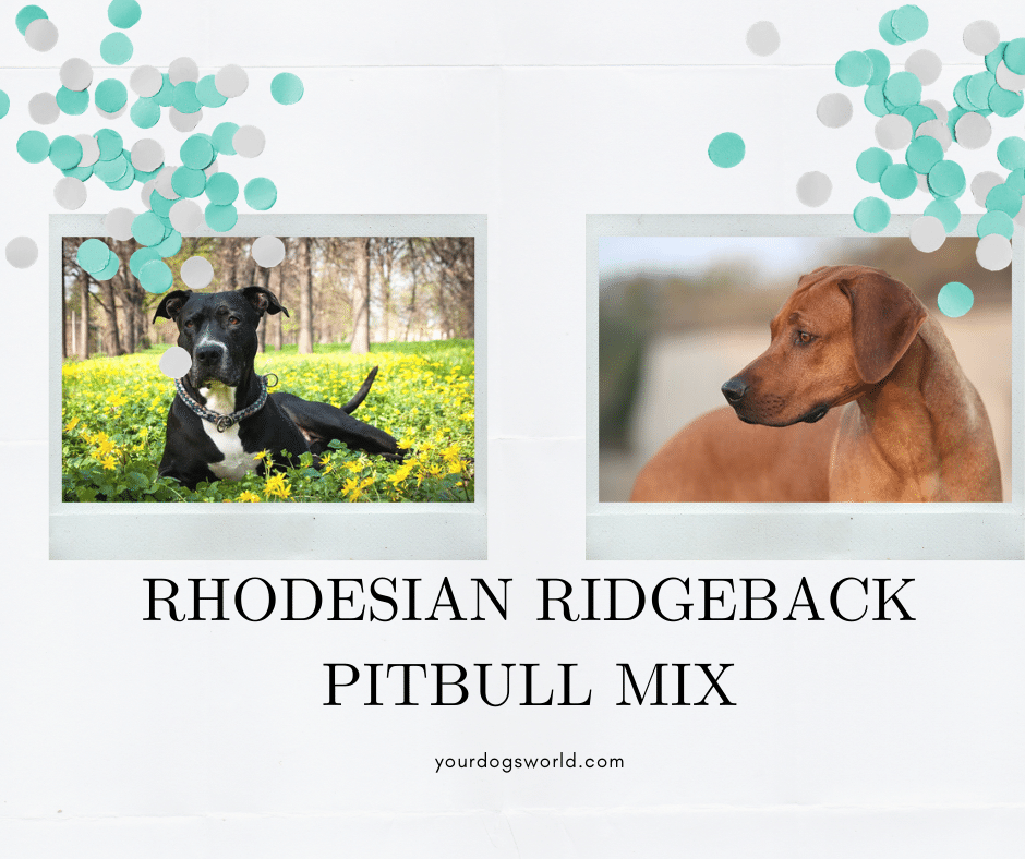 Rhodesian Ridgeback Pitbull mix