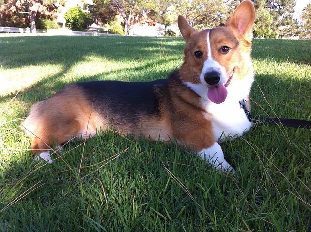 Sable corgi color