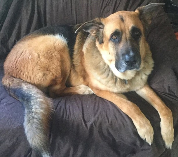 Saint Bernard German Shepard Mix ) Looks sooo much like my Chewbacca