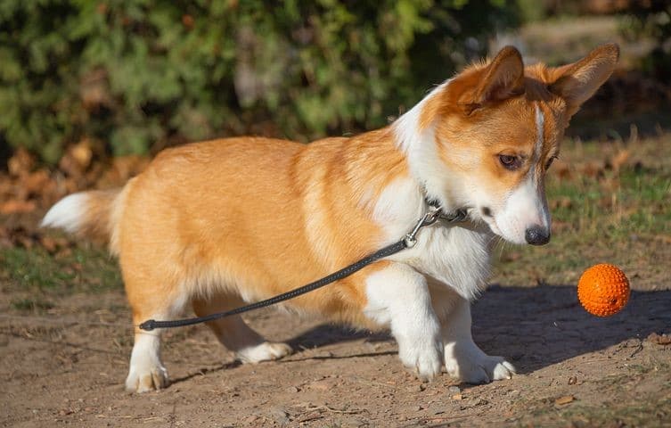 Cost of owning a corgi