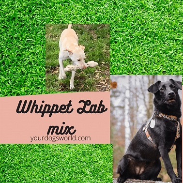 whippet lab mix