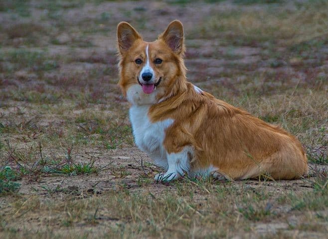 welsh corgi colors