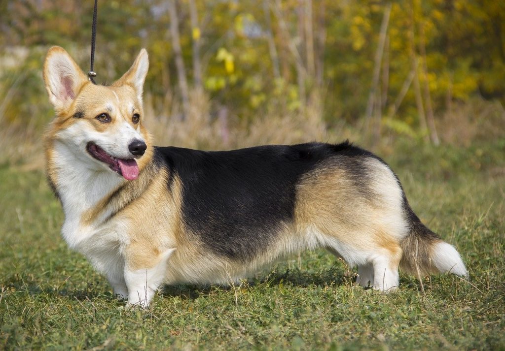 black corgi