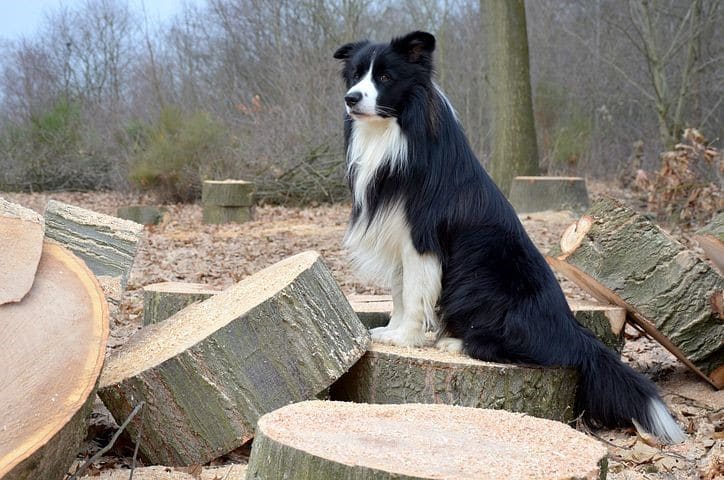 do border collie shed