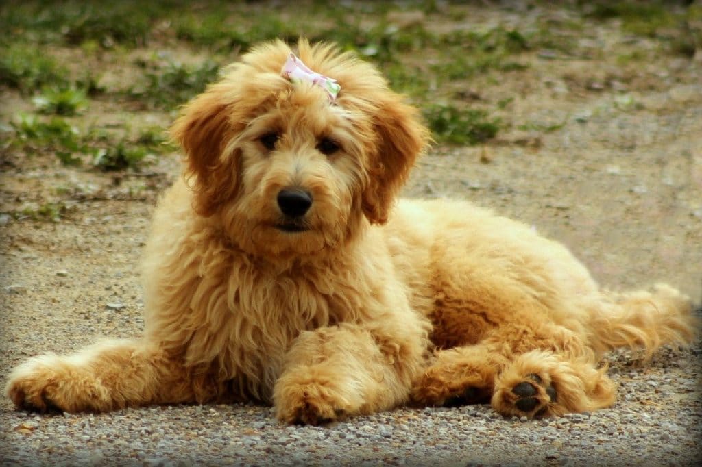 goldendoodle