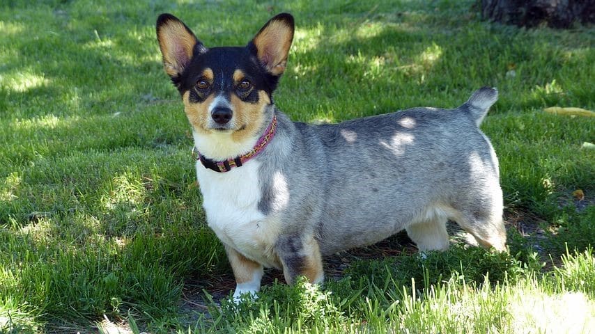 merle color corgi