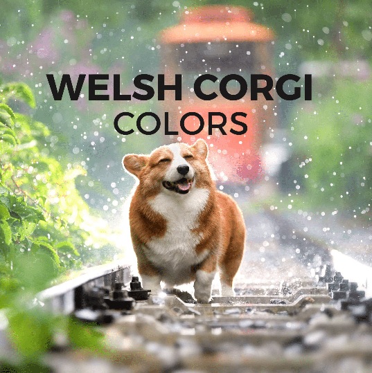 Welsh Corgi colors