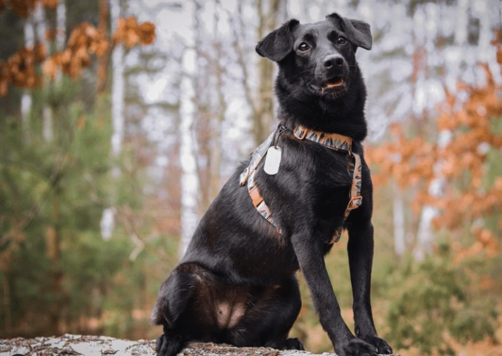 whippet lab mix