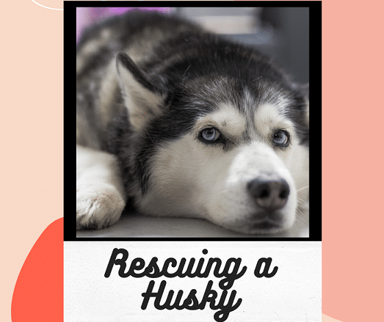 Rescuing a husky