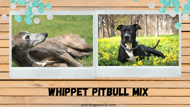 Whippet Pitbull mix