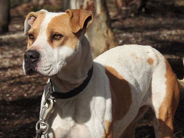 Great Pyrenees Pitbull Mix aka Pyrenees Pit - Your Dogs World