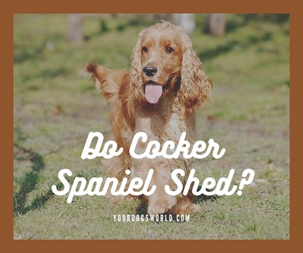 Do Cocker Spaniels Shed