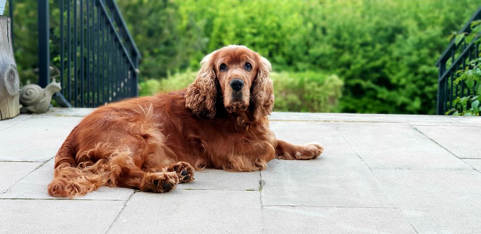 Do cocker Spaniel Shed?