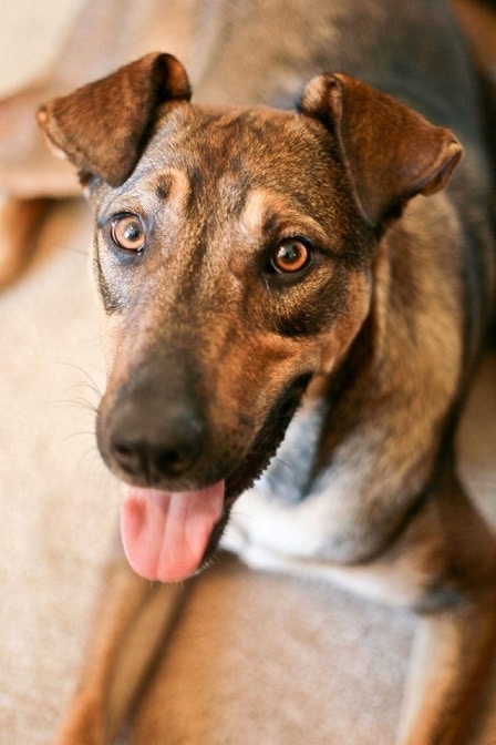 German-Shepherd-Beagle-Mix