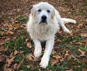 Great Pyrenees Pitbull Mix aka Pyrenees Pit - Your Dogs World