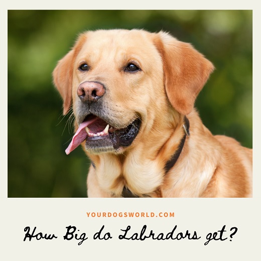 How big do Labradors get