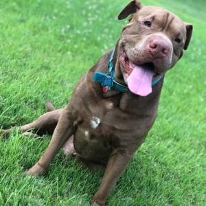 Shar Pei Pitbull Mix: Complete Guide to Temperament & Size - Your Dogs