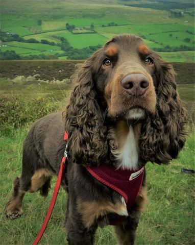 cocker spaniel