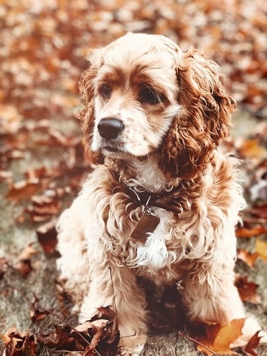 spaniel dog