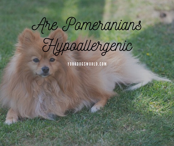 Are Pomeranians Hypoallergenic
