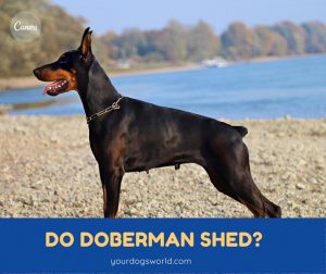 dobermans bred