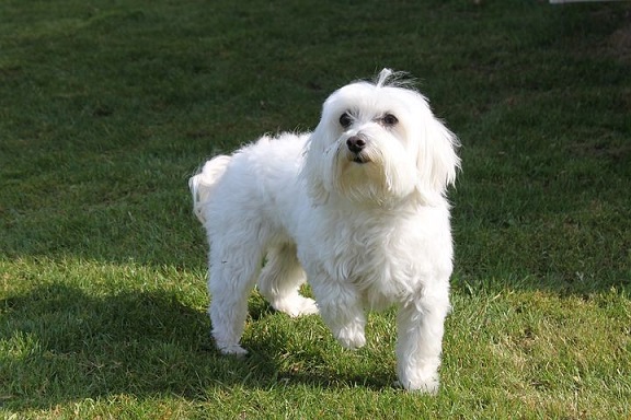 Maltese