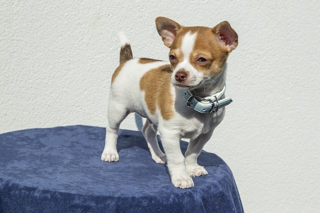 Short-coat-Chihuahua