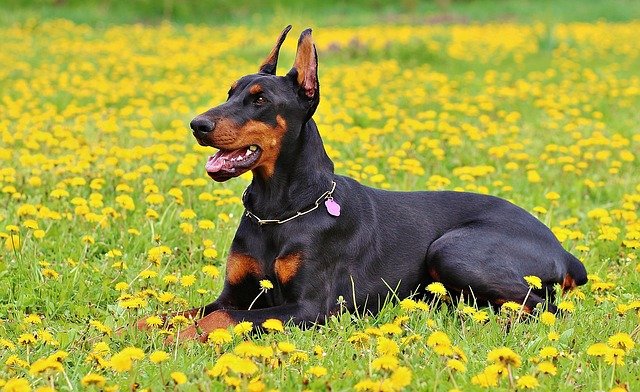 Do Dobermans Shed