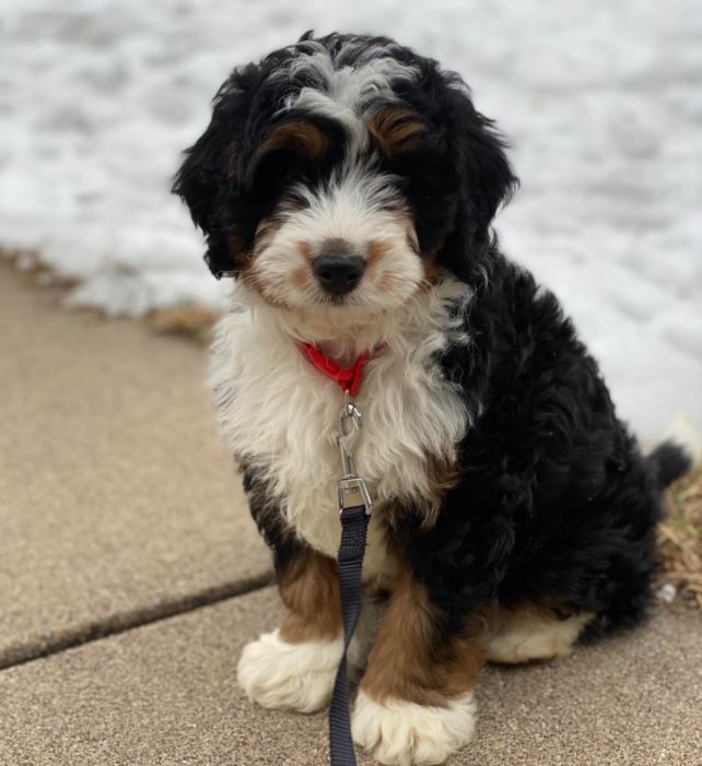 Bernedoodle