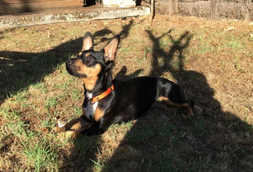 Dachshund Jack Russell Mix